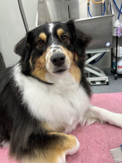 Australian Shepard looks into the camera