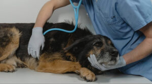 Dog-Checkup