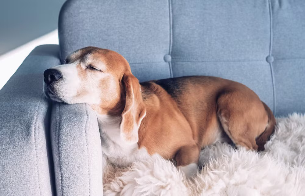 Dog-Heartworm Long-life wellness