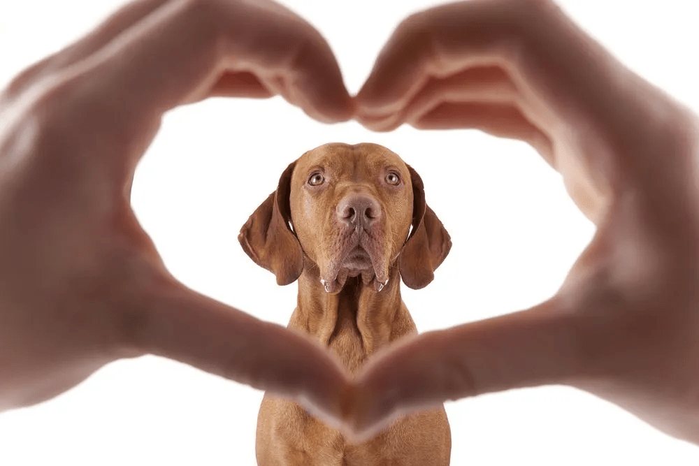 Senior Pet Care Senior Pet Care