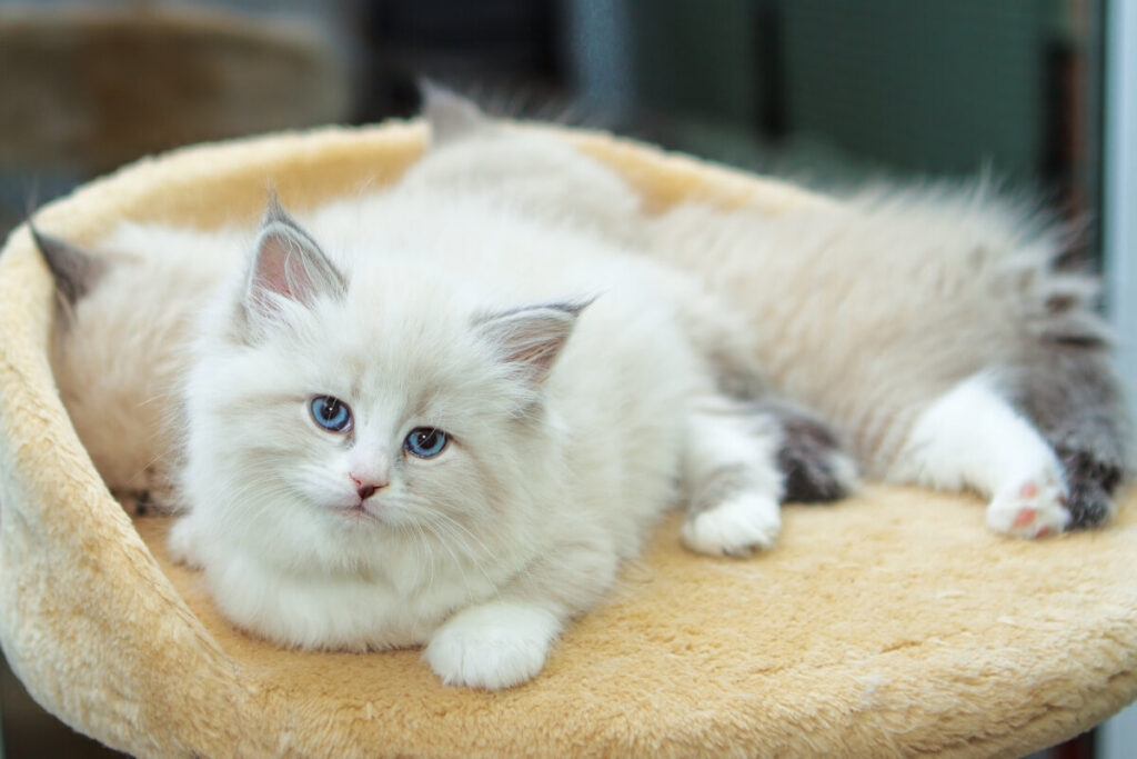 Cat Friendly