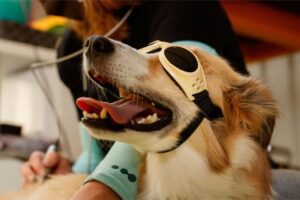 cold-laser-therapy