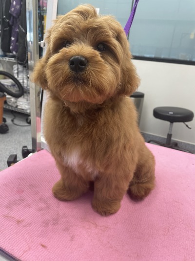 grooming-2