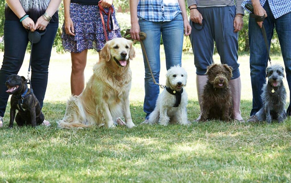Pet Training